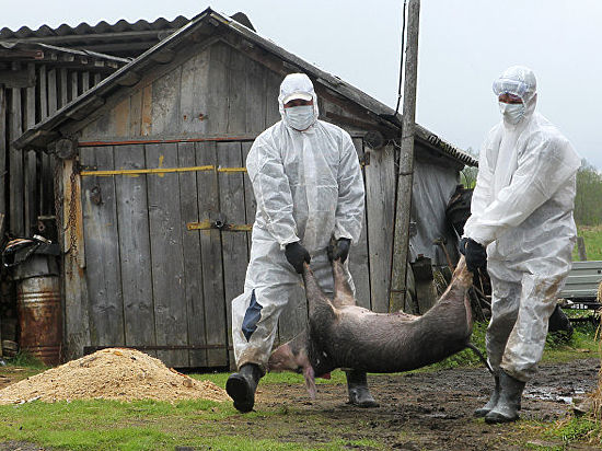 Режим ЧС на Дону: очаг африканской чумы свиней найден в Веселовском районе